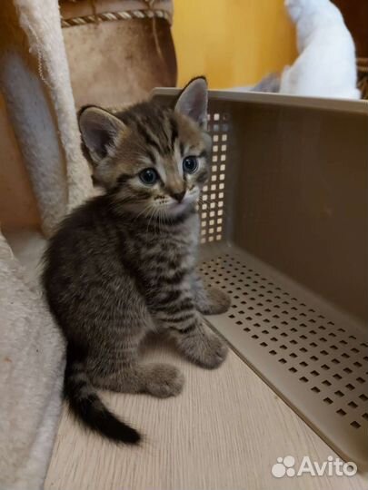 Британская кошка в дар