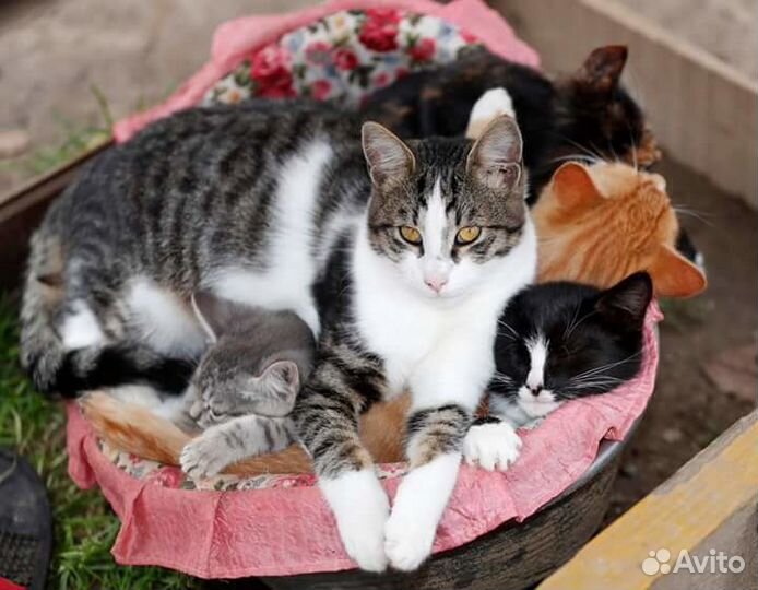 Кошачий рай,но все хотят домой