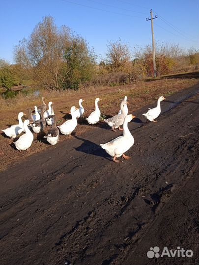 Домашние гуси
