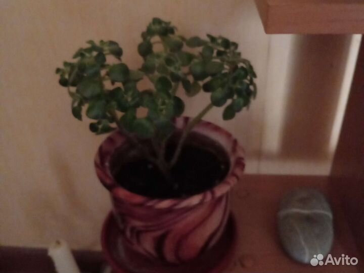 Аихризон дерево любви