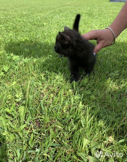 Кошка в дар бесплатно