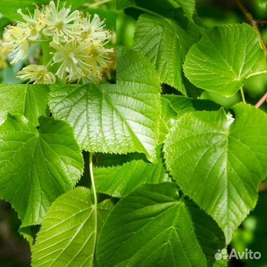 Саженцы липы, рябины, клена, каштана, березы