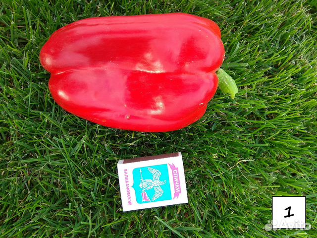 Рассада сладкого перца