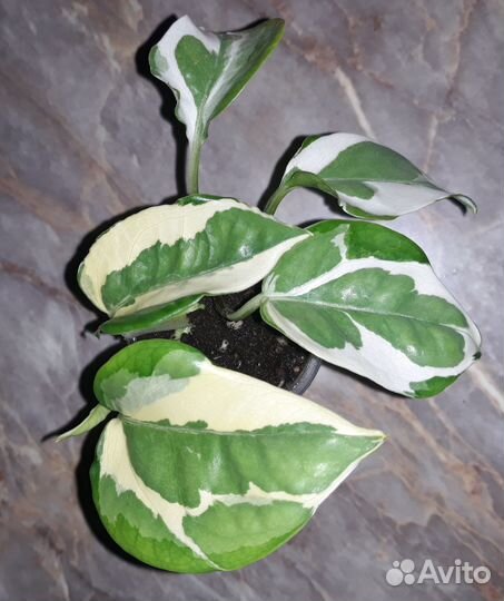 Сциндапсусы филодендроны