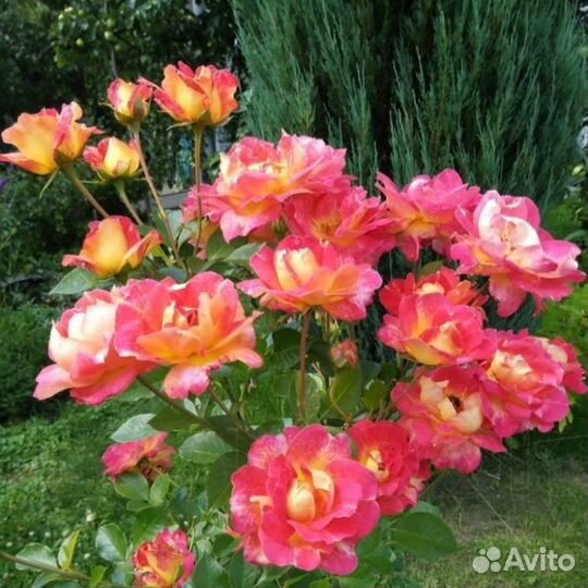 Плетистая (шраб) роза Декор Арлекин