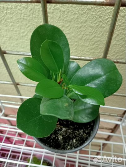 Комнатные цветы