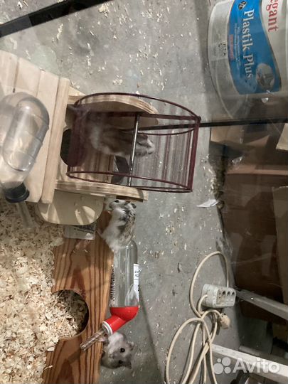 Аквариум для хомяков плюс домик и хомяки