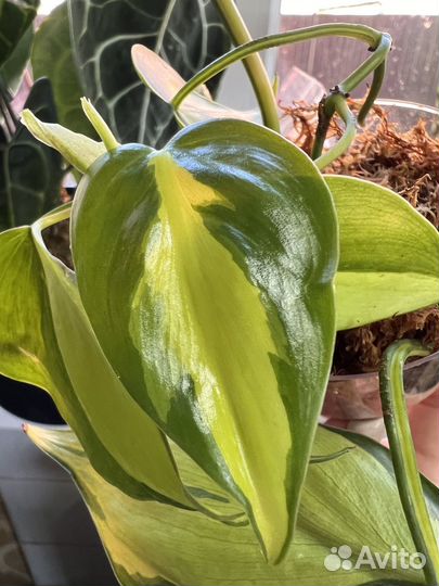 Philodendron scandens Brasil