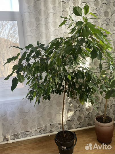 Фикус бенджамина