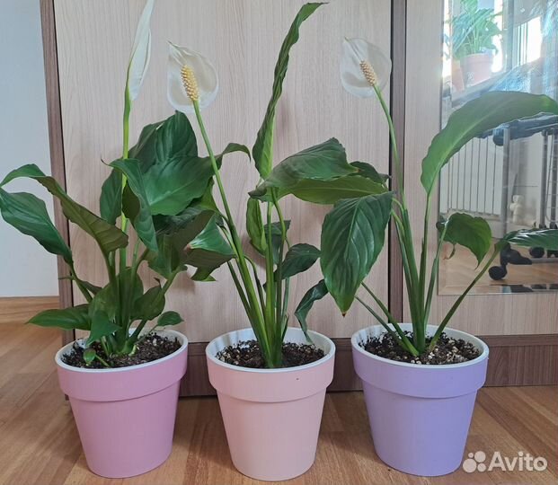 Спатифиллум