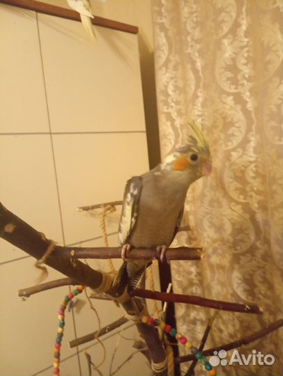 Попугай корелла птенец