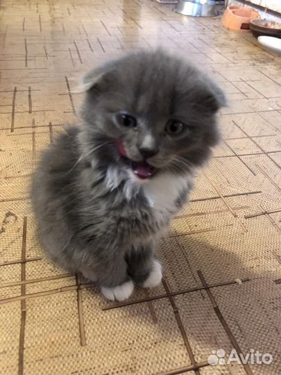 Шотладские котята