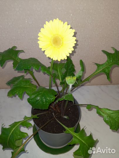 Гербера лимонная