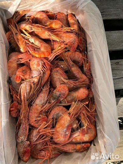 Креветка Ботан