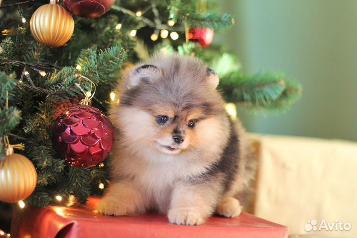 Эксклюзивные малыши Померанского Шпица