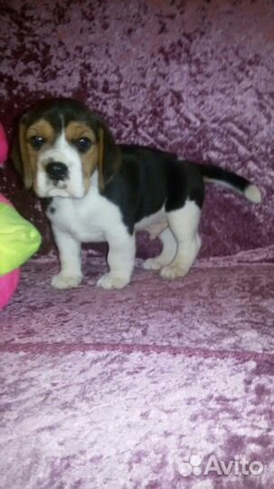 Передержка собак и кошек.Гостиница