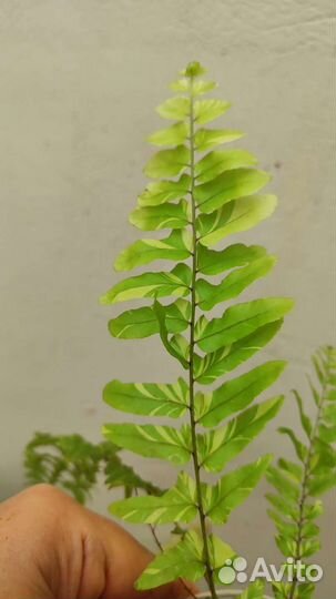 Папоротники