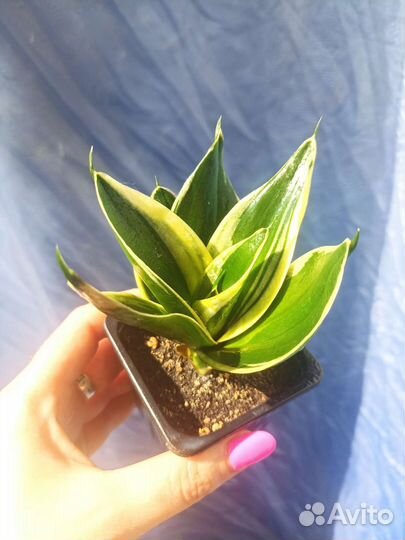 Сансевиерия ханни Крео