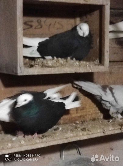 Продам голубей
