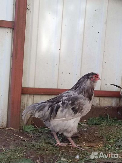 Молодые петушки