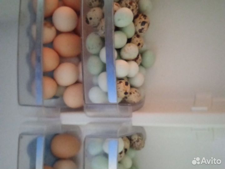 Яйцо домашнее куриные и перепелиные