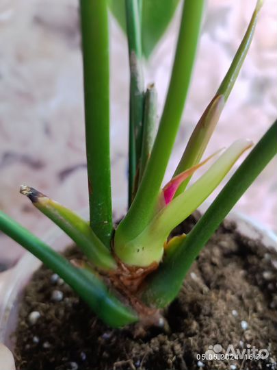 Антуриум Коро (домашний куст )