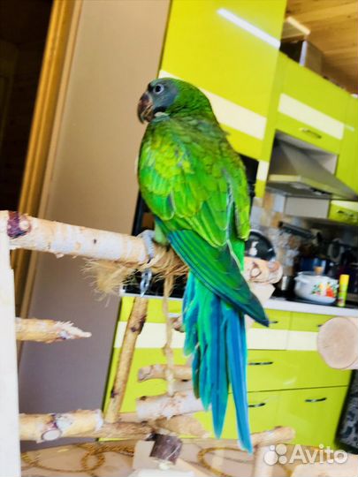 Попугай китайский кольчатый