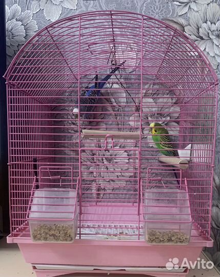 Волнистые попугаи