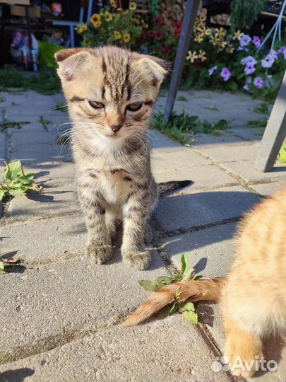 Котенок вислоухий