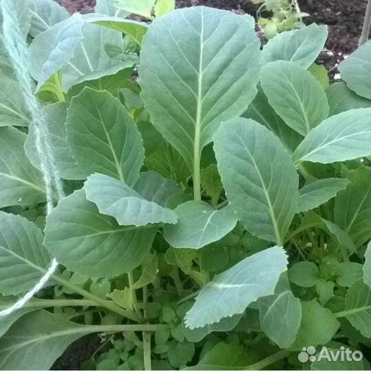 Рассада капусты