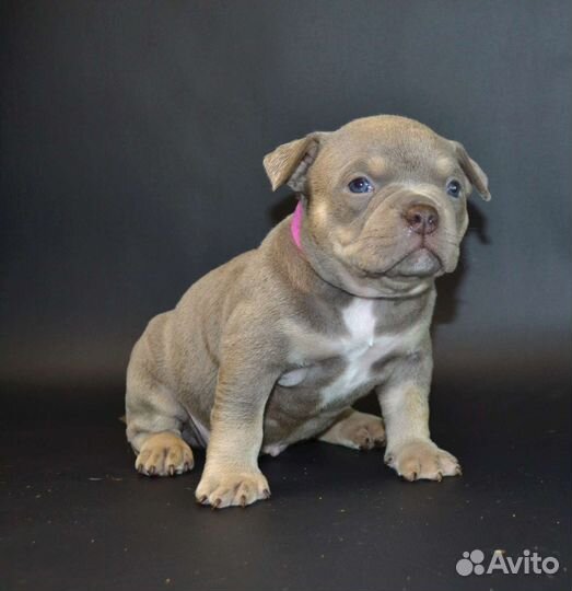 Американский булли