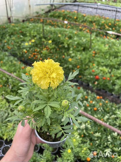 Цветы в горшках. Опт, розница. Петунья и т.д