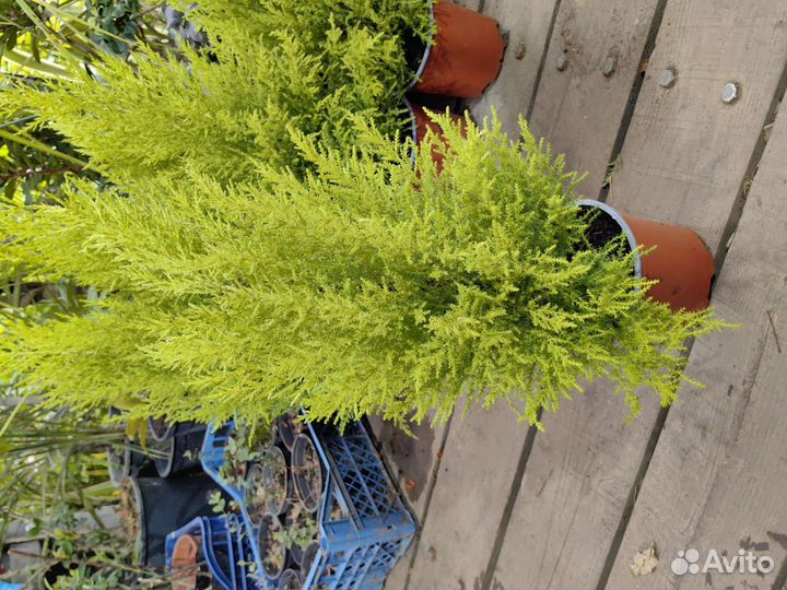 Купресус лимонный