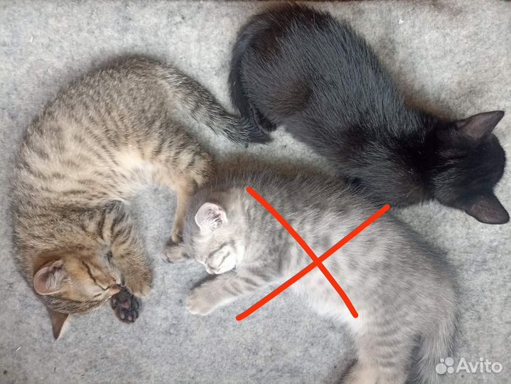 Кошка в дар бесплатно