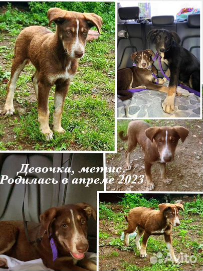 Собака в добрые руки отдам бесплатно