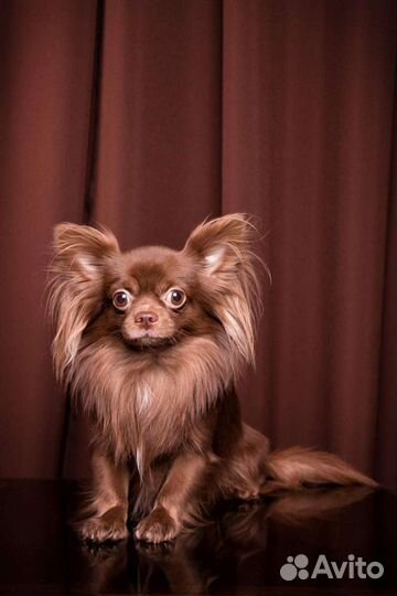 Вязка чихуахуа