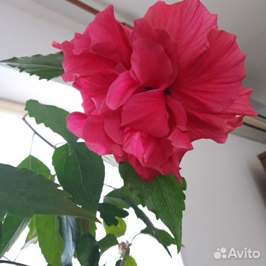 Сортовые гибискусы комнатные