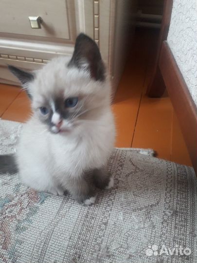 Котик в добрые руки