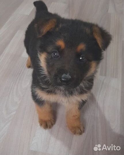 Щенок немецкой овчарки