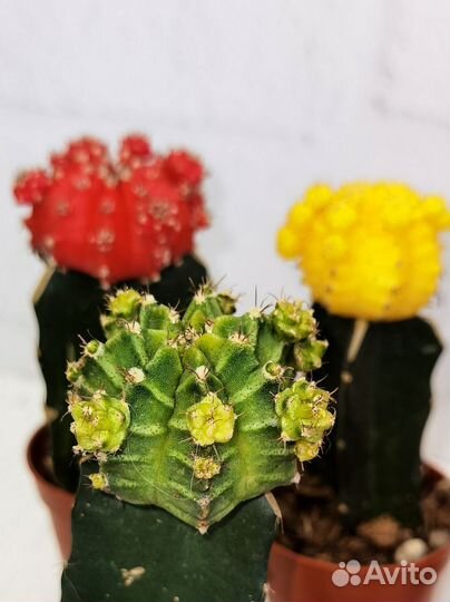 Кактусы и суккуленты редкие экзотические, микс