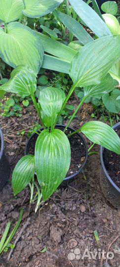 Хоста растение