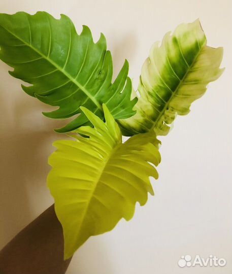 Филодендрон Серратум Оранж (макушка)