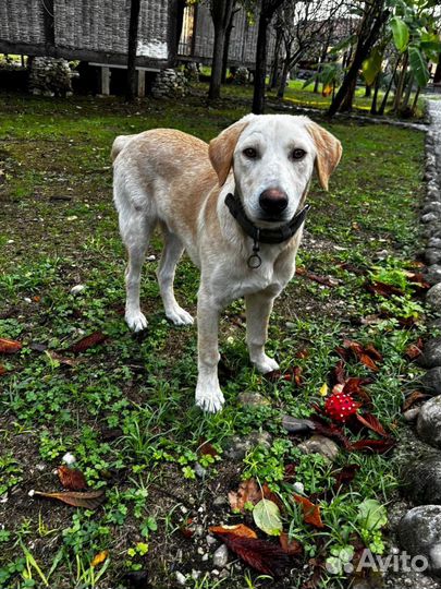 Собака в добрые руки