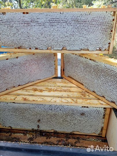 Мед сотовый гречишный,цена за кг