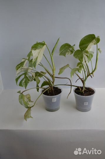 Монстера Альба вариегатная