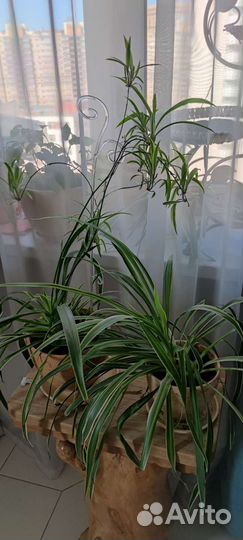 Хлорофитум