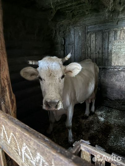 Корова дойная