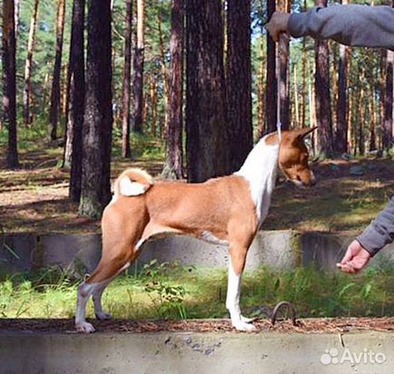 Кобели басенджи для вязок