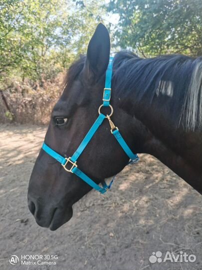 Арабо- Терский жеребчик