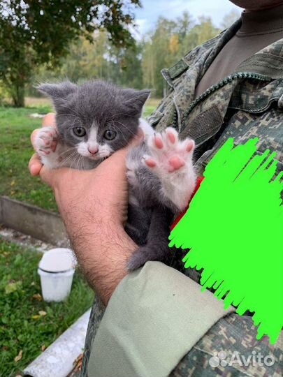 Бездомные котята